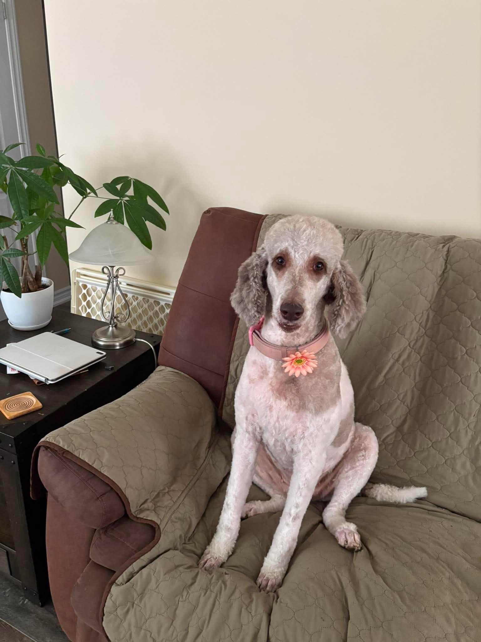 Tisa, ADOPTABLE, Adult Female Standard Poodle.