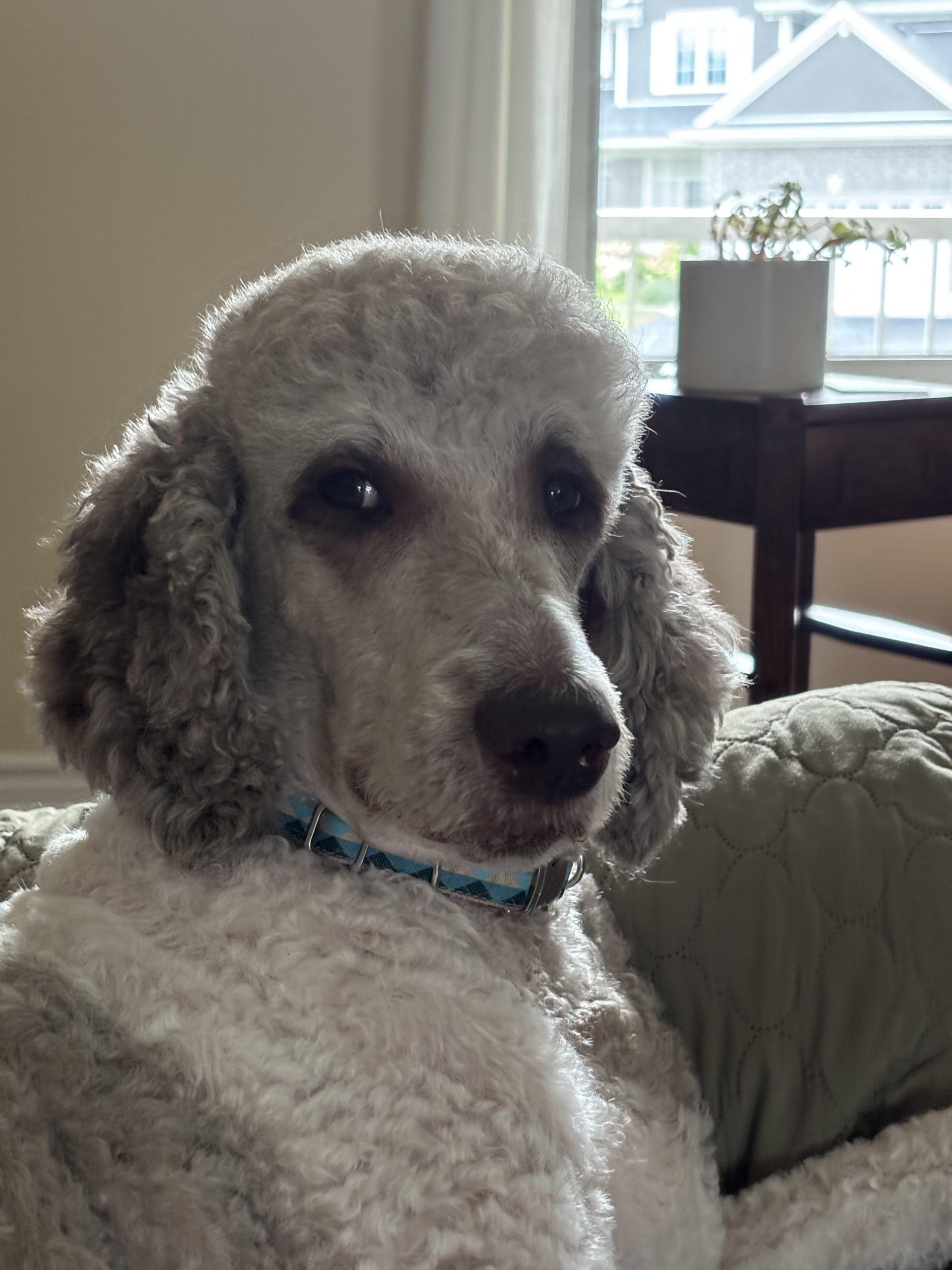 Enlarge Tisa, a ADOPTABLE Standard Poodle in Tillsonburg, ON image 2/3