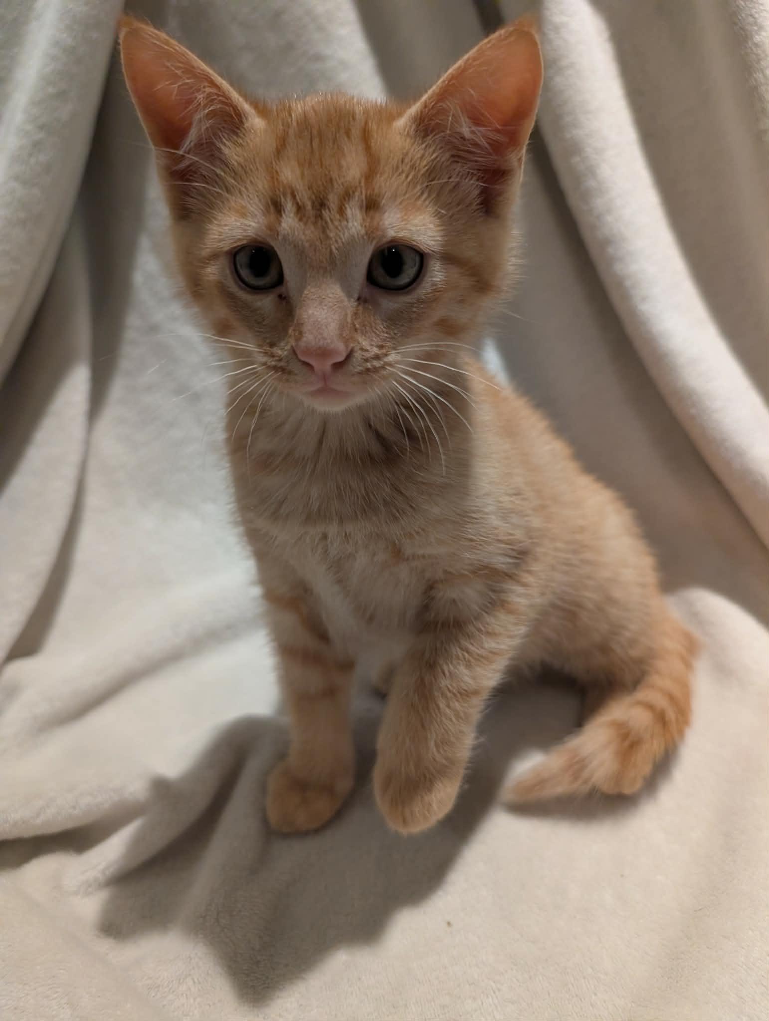 Enlarge Tokay -Preadoption ONLY, a Adoptable Domestic Short Hair in Chilliwack, BC image 1/2