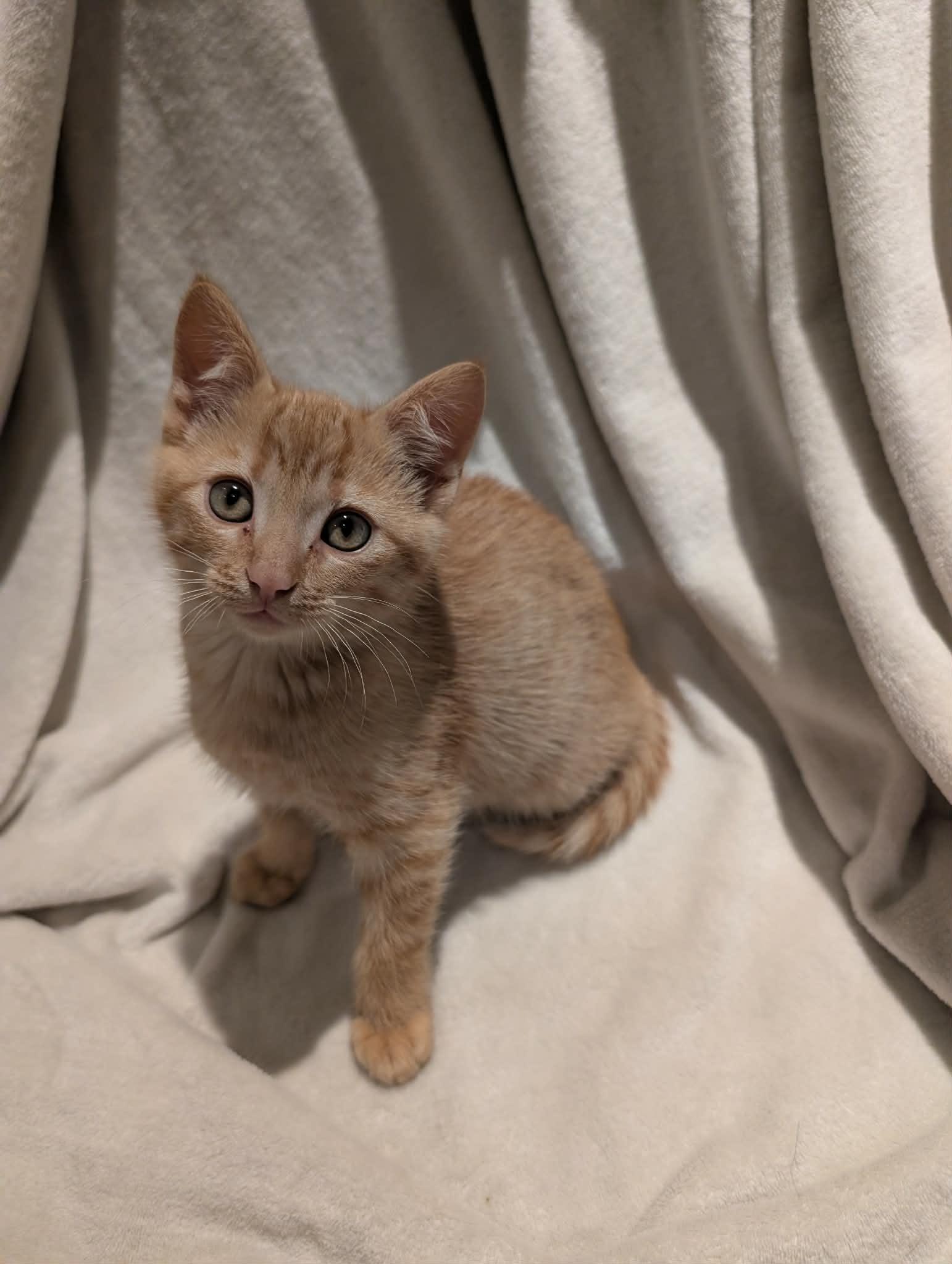 Enlarge Tokay -Preadoption ONLY, a Adoptable Domestic Short Hair in Chilliwack, BC image 2/2