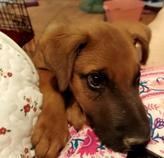 Dexter, a Adoptable mixed breed in Salt Lake City, UT image 1/6