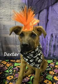 Dexter, a Adoptable mixed breed in Salt Lake City, UT image 3/6
