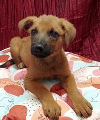 Dexter, Adoptable, Adult Male Rottweiler & Shepherd.