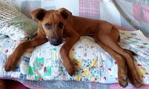 Dexter, a Adoptable mixed breed in Salt Lake City, UT image 5/6