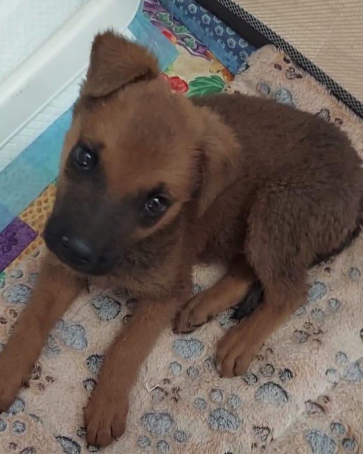 Dexter, a Adoptable mixed breed in Salt Lake City, UT image 6/6