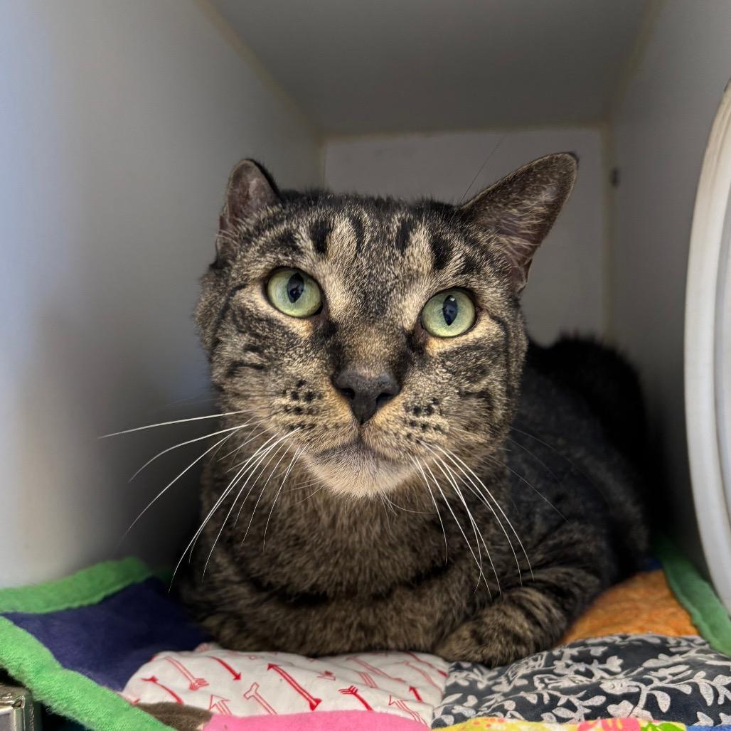 Spike, Adoptable, Senior Male Domestic Short Hair.