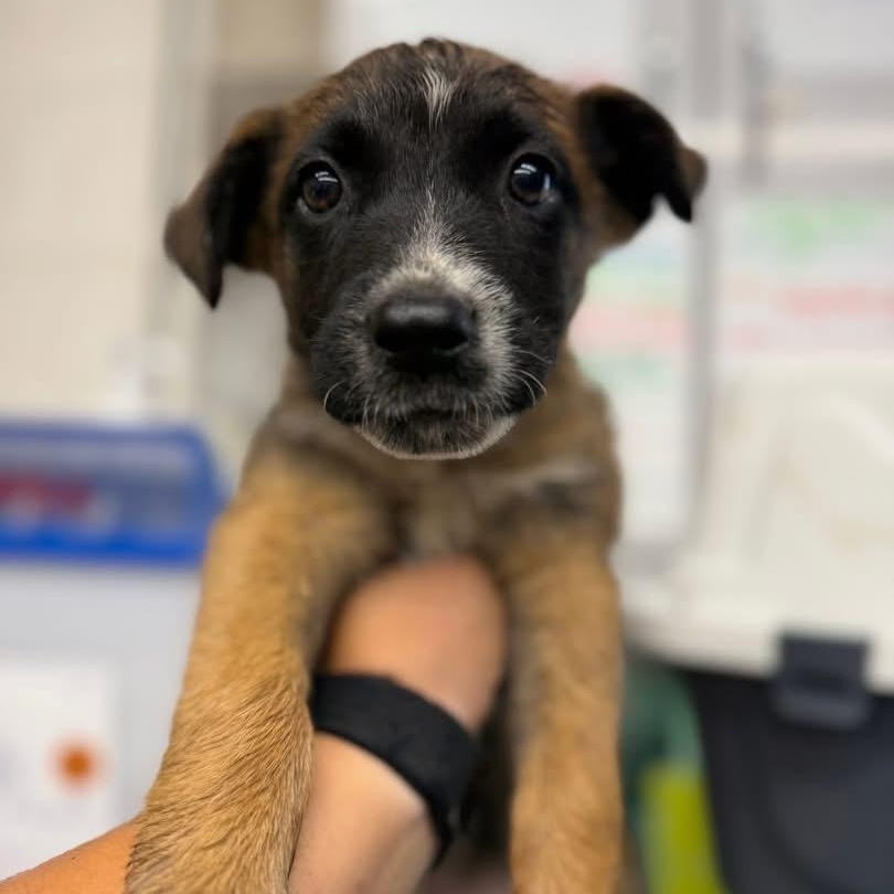 Enlarge Peru, a ADOPTABLE mixed breed in Oakdale, CA image 1/1