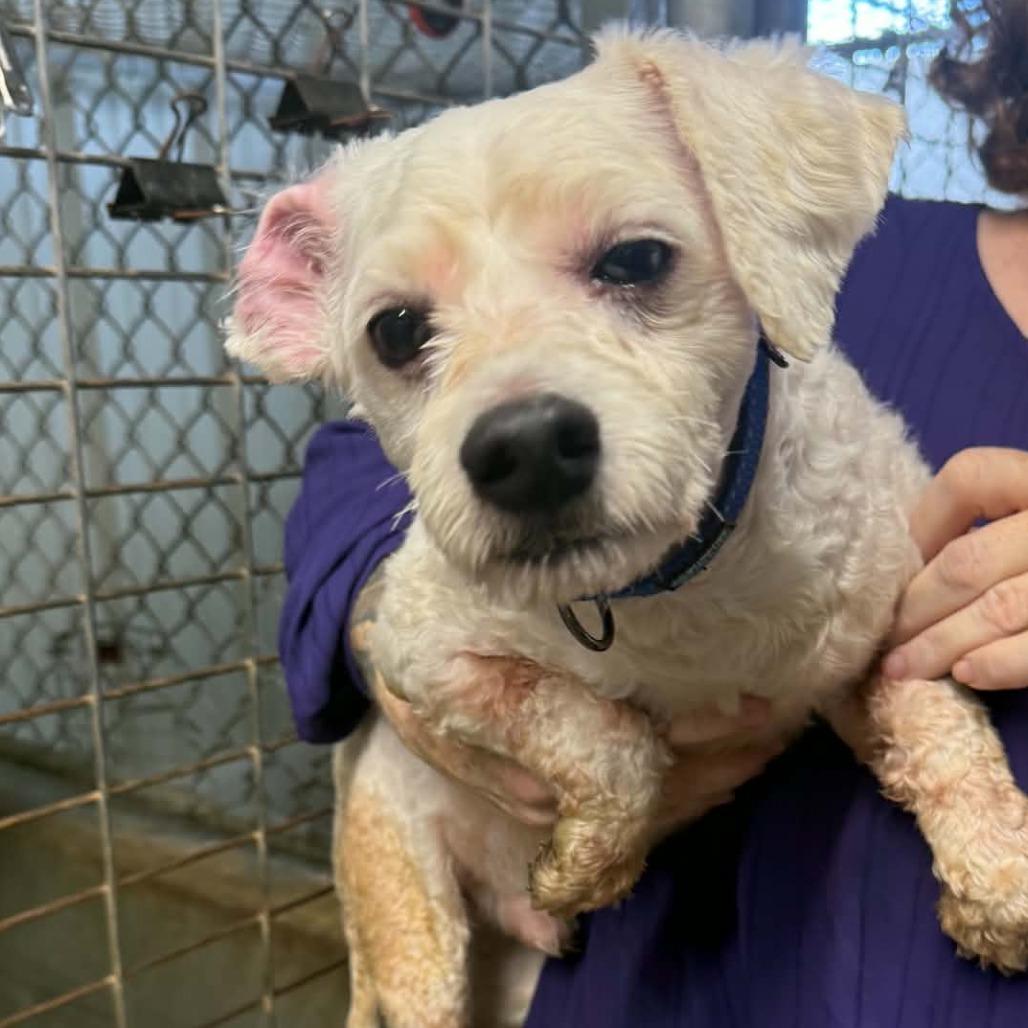 Rascal, Adoptable, Adult Male Miniature Poodle & Mixed Breed.