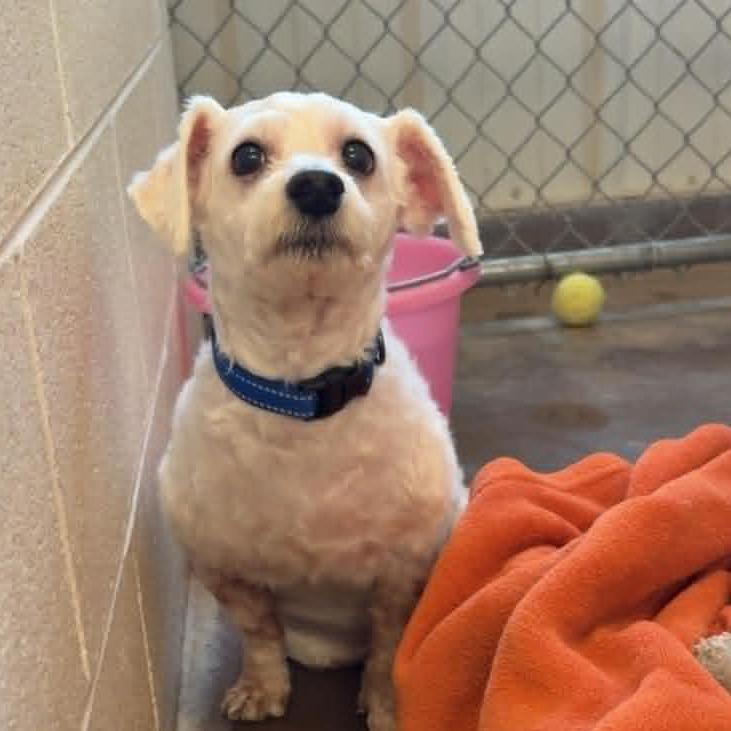 Enlarge Rascal, a Adoptable mixed breed in Stephenville, TX image 2/2