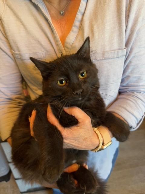 Enlarge Shadow, a Adoptable mixed breed in Camp Hill, PA image 1/1