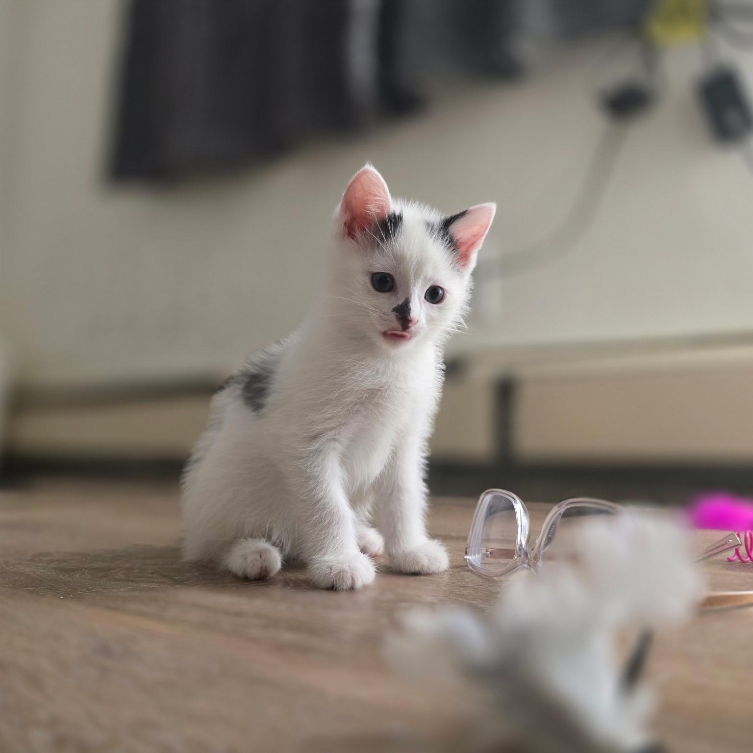 Keegan, ADOPTABLE, Kitten Male Domestic Short Hair.