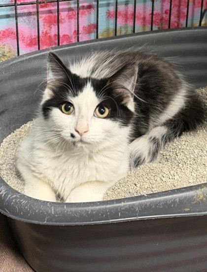 Enlarge 7136 (Andy), a Adoptable Domestic Long Hair in Lake City, MI image 1/1
