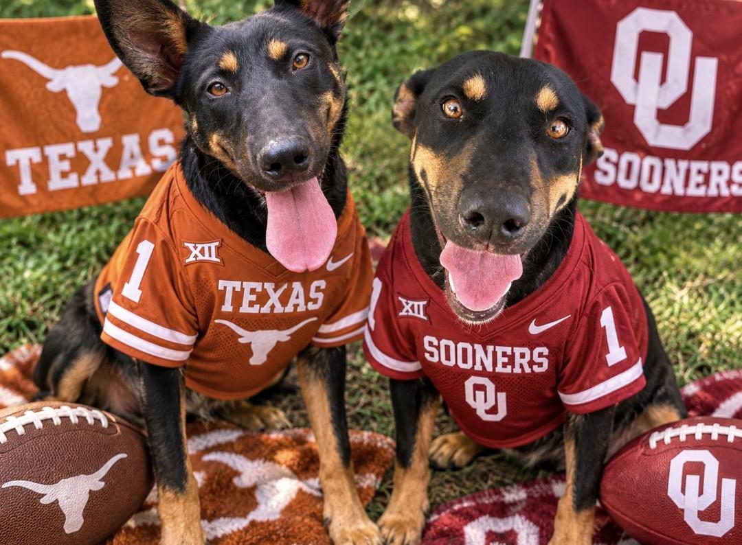 Rocky and Juno, ADOPTABLE, Young • Female, Australian Kelpie.