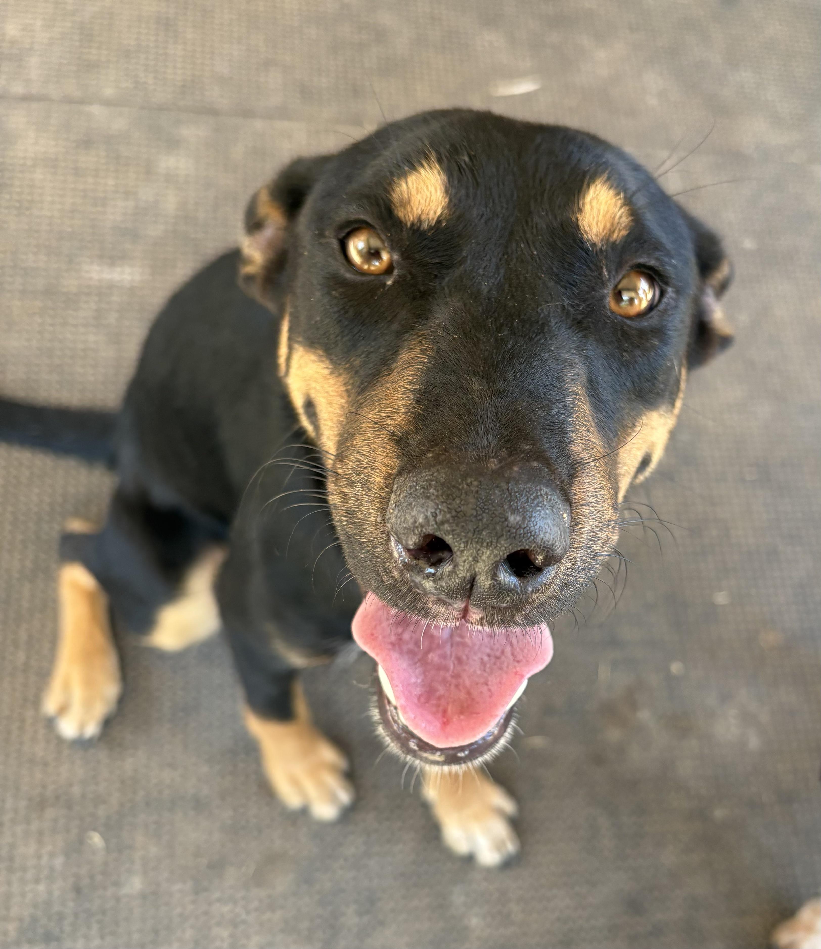 Enlarge Rocky and Juno, a Adoptable Australian Kelpie in Denison, TX image 2/3