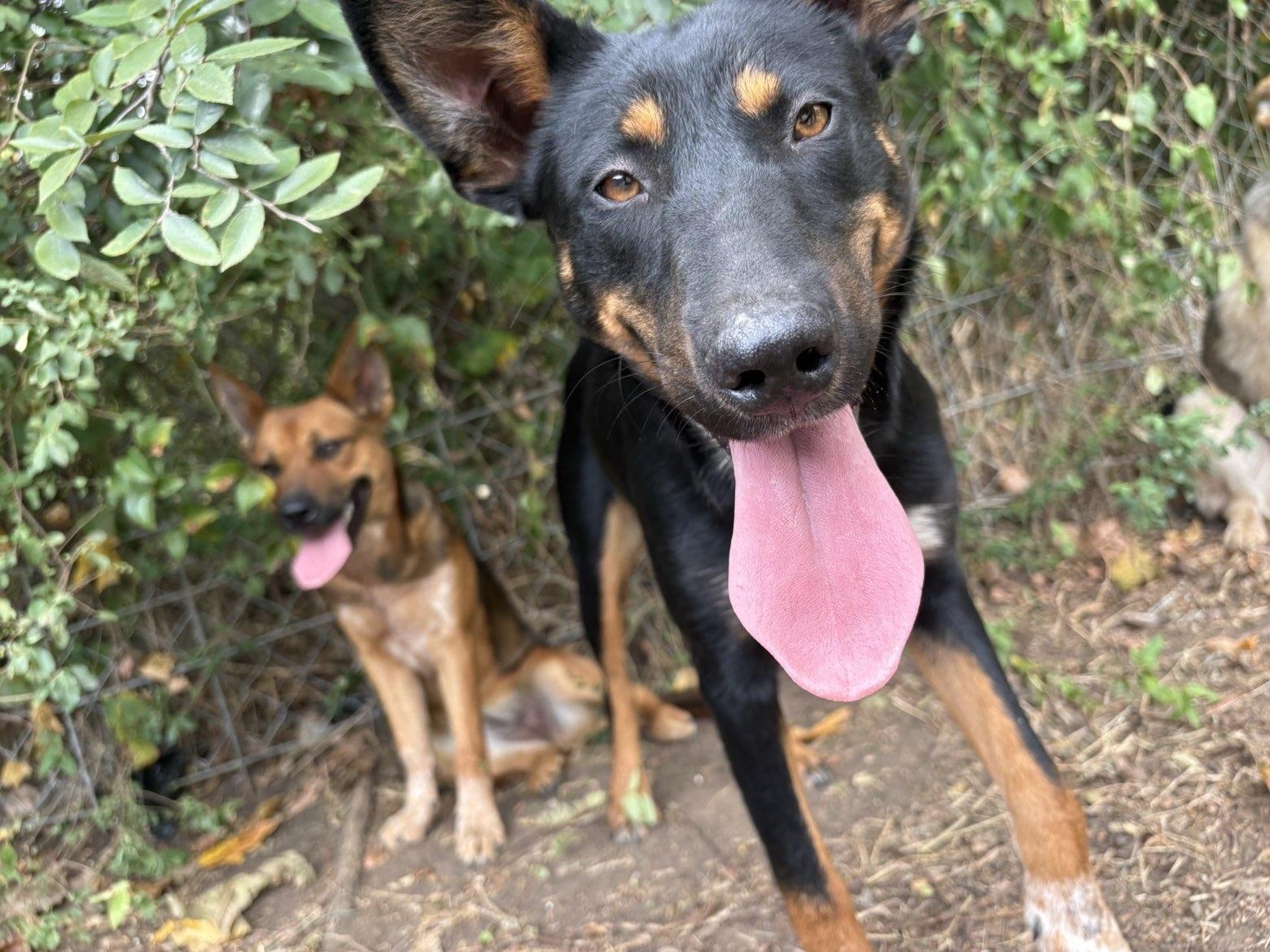 Enlarge Rocky and Juno, a Adoptable Australian Kelpie in Denison, TX image 3/3
