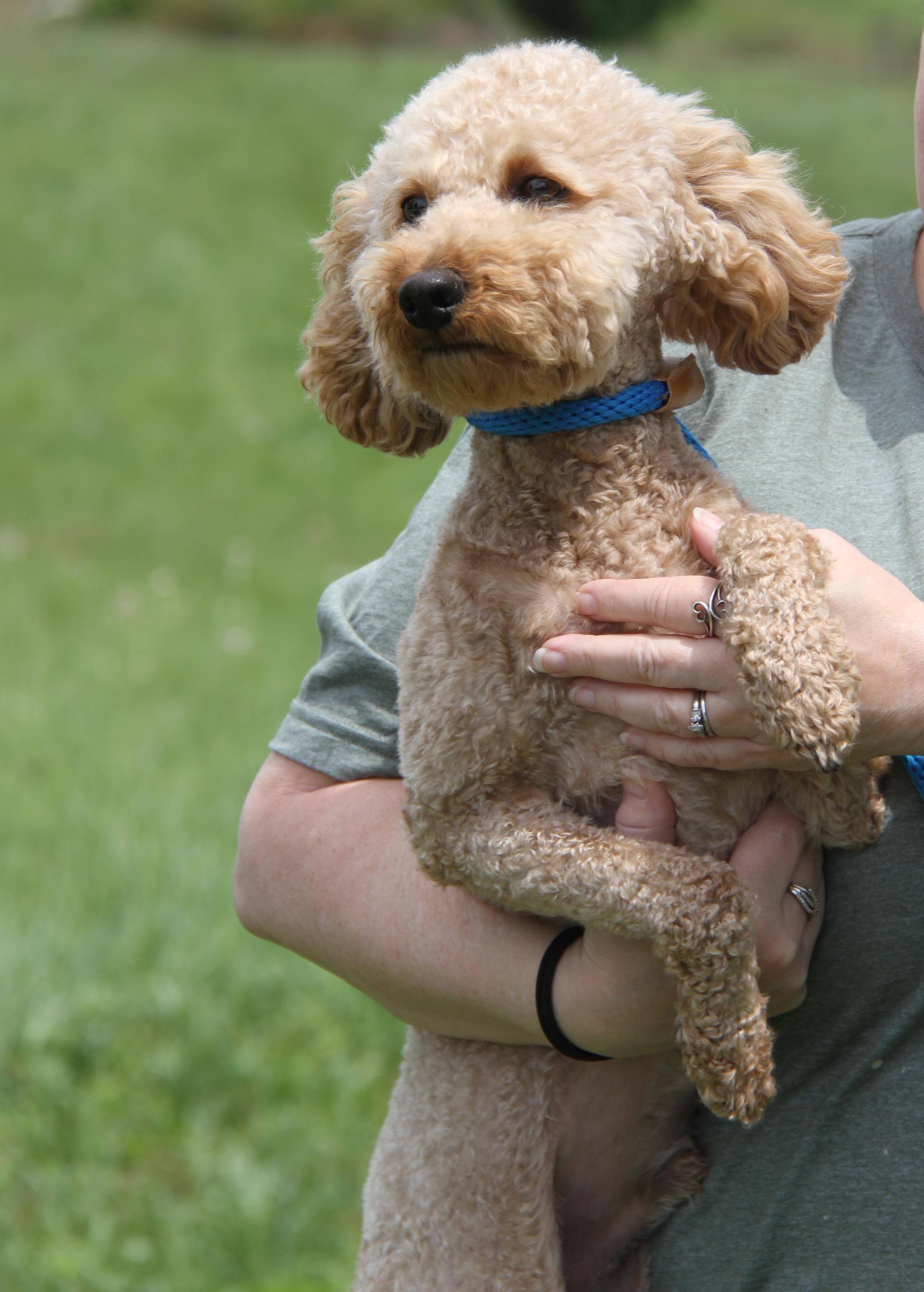 Enlarge Ferris (Neutered) (In Foster to Adopt), an adopted mixed breed in Marietta, OH image 4/6