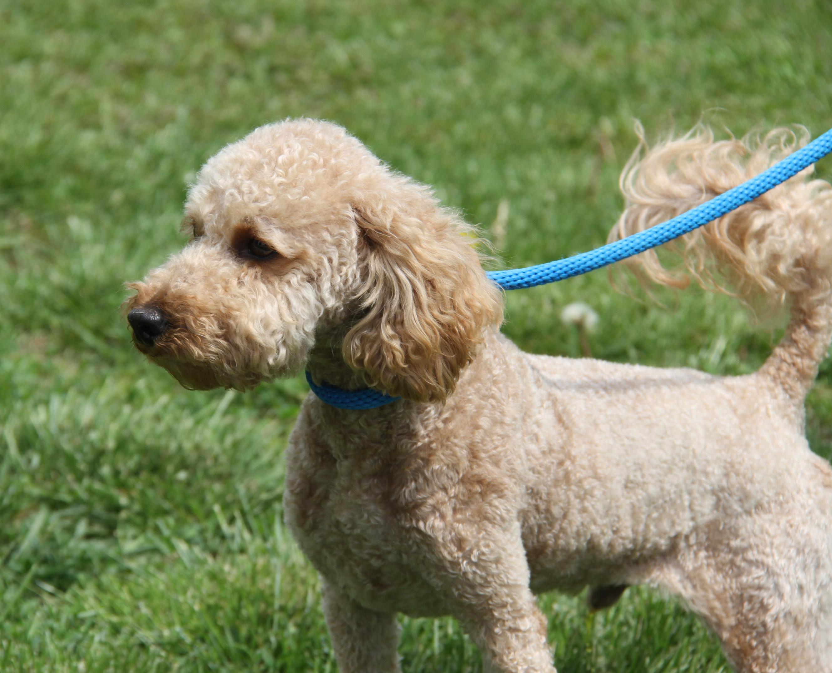 Enlarge Ferris (Neutered) (In Foster to Adopt), an adopted mixed breed in Marietta, OH image 5/6