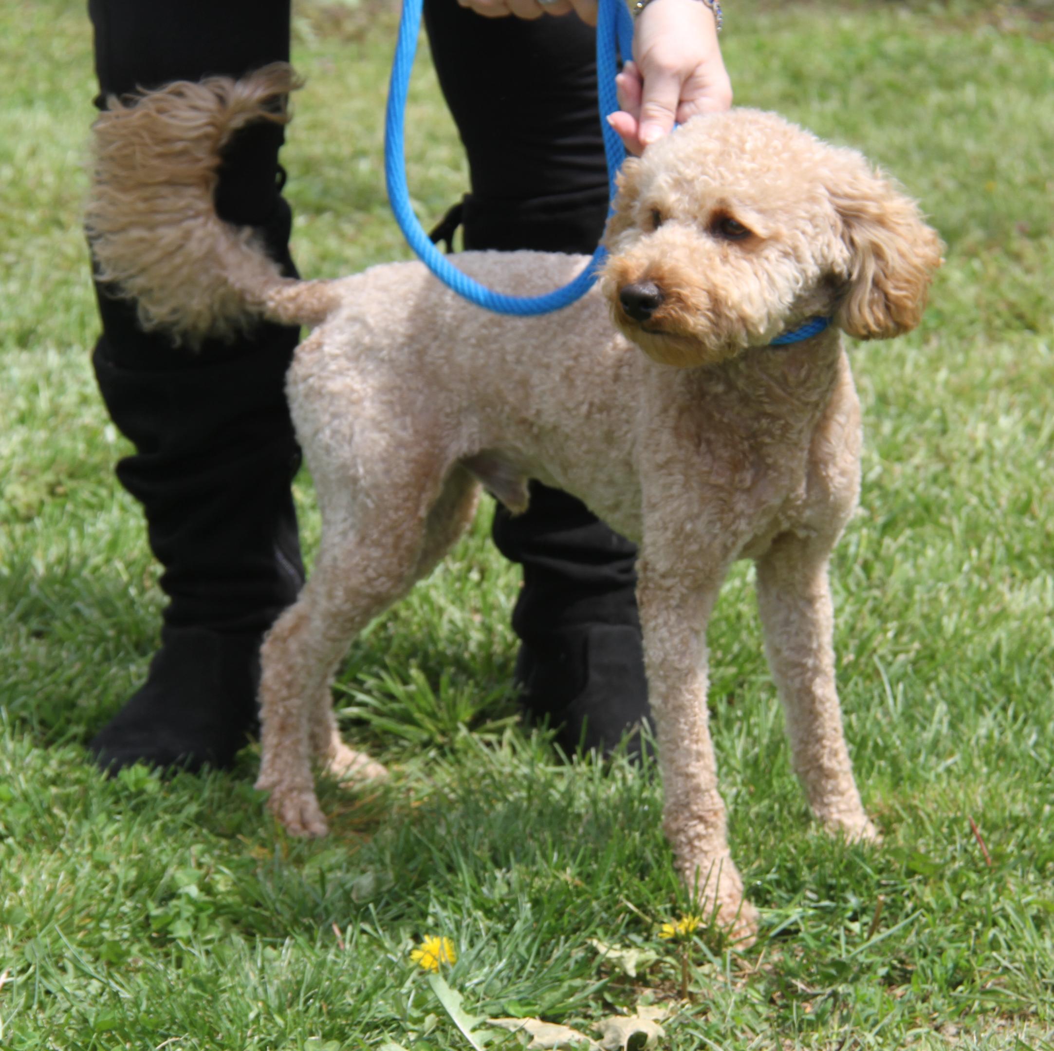 Enlarge Ferris (Neutered) (In Foster to Adopt), an adopted mixed breed in Marietta, OH image 3/6