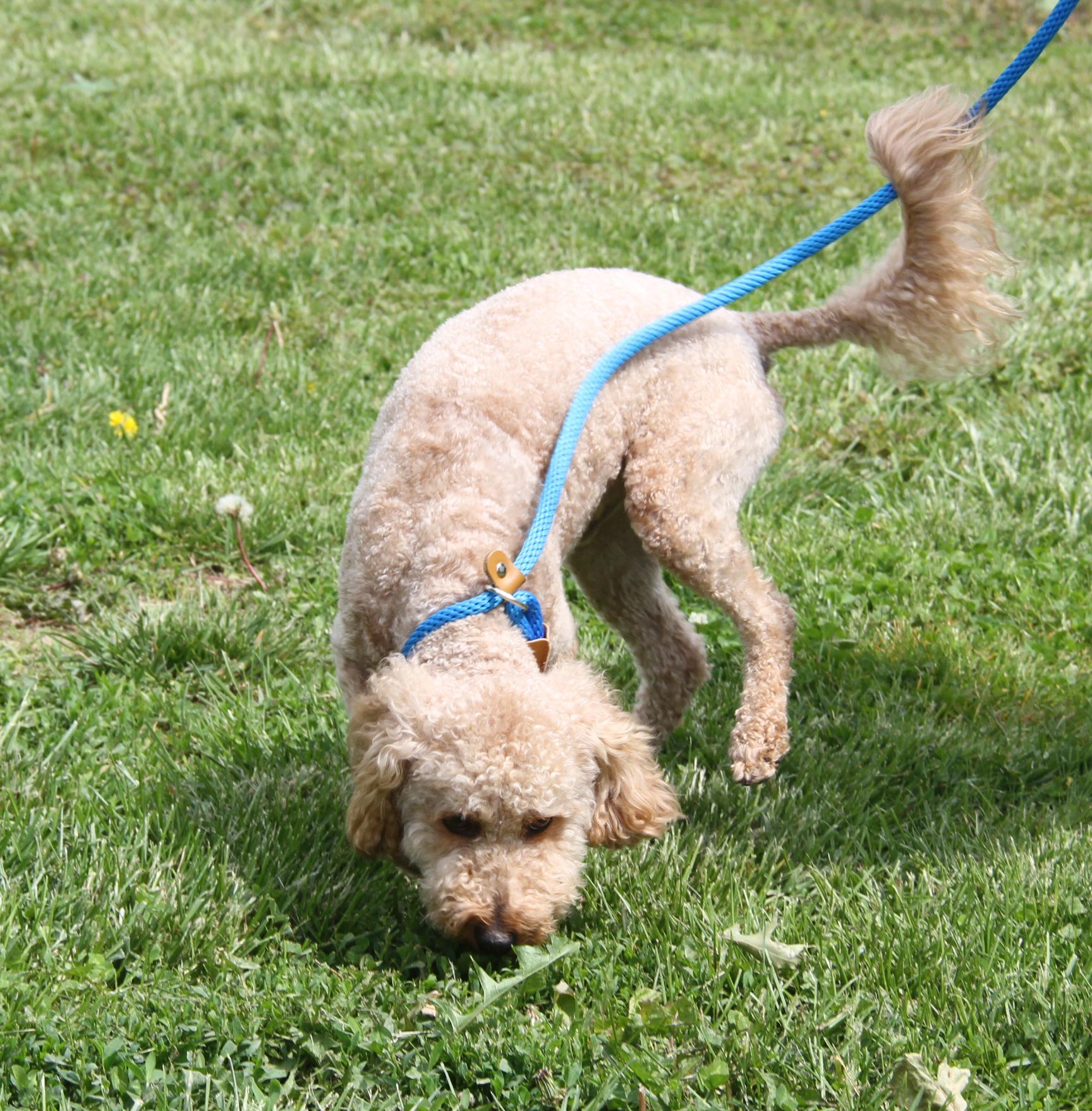 Enlarge Ferris (Neutered) (In Foster to Adopt), an adopted mixed breed in Marietta, OH image 6/6