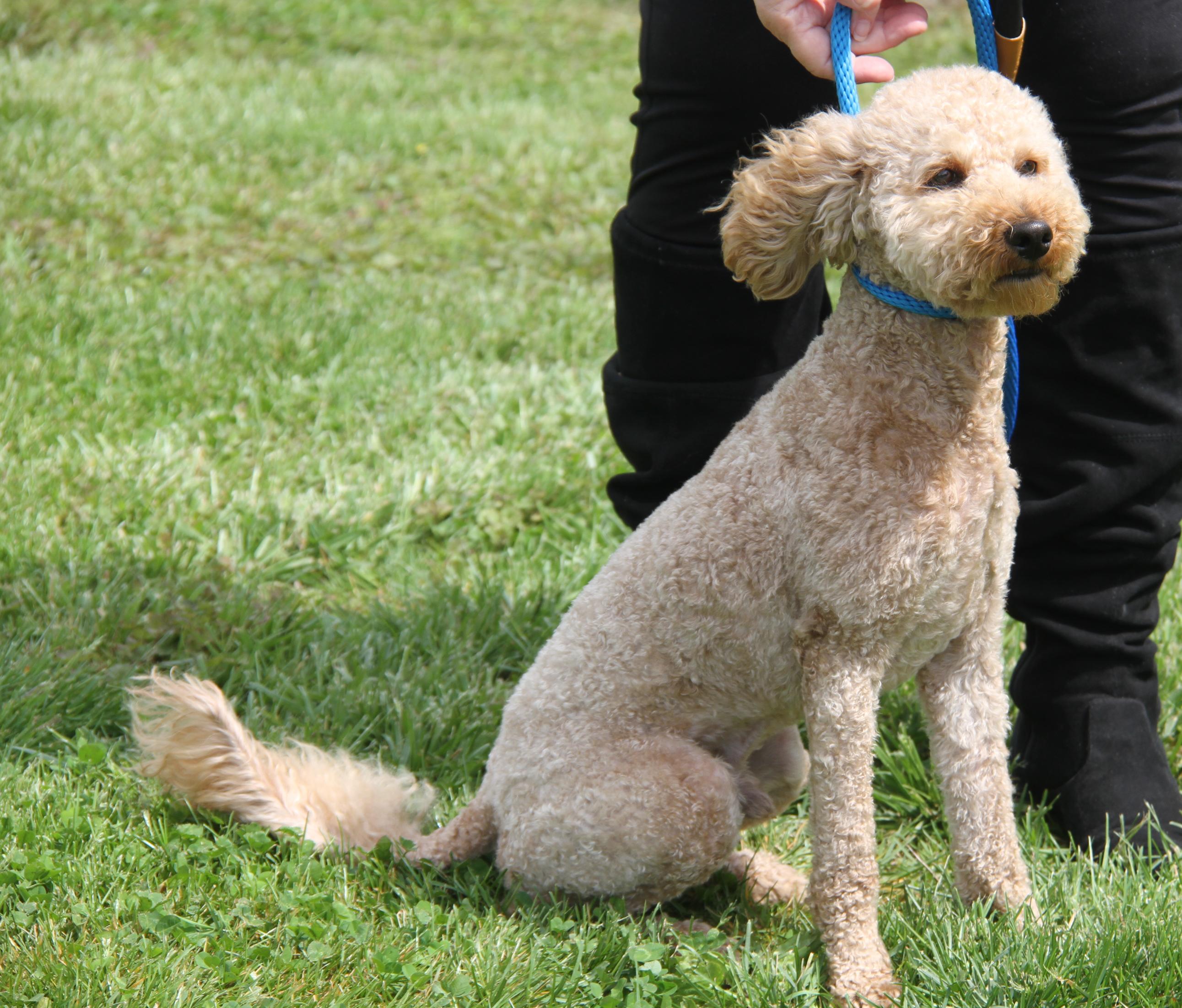 Enlarge Ferris (Neutered) (In Foster to Adopt), an adopted mixed breed in Marietta, OH image 2/6
