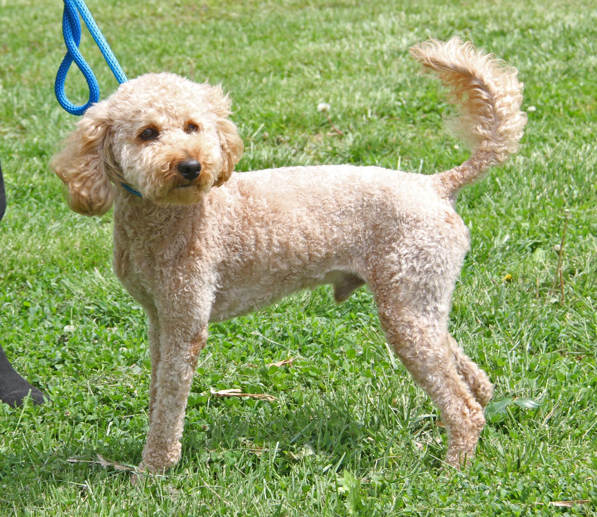 Ferris (Neutered) (In Foster to Adopt), adopted, Adult Male Poodle & Golden Retriever.