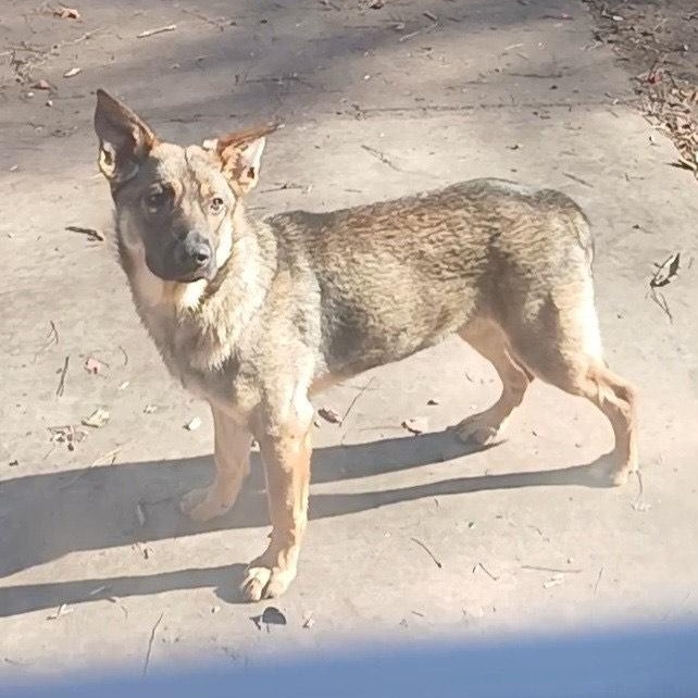 Enlarge Clover- kid & dog friendly!, a Adoptable mixed breed in virginia beach, VA image 2/4