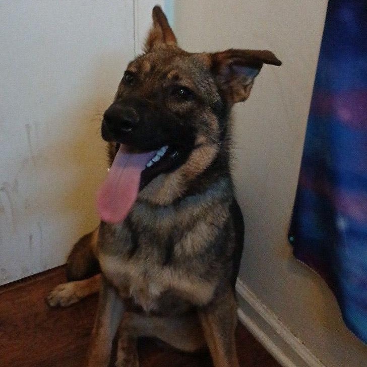 Enlarge Clover- kid & dog friendly!, a Adoptable mixed breed in virginia beach, VA image 1/4