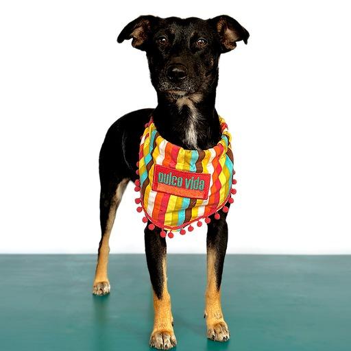VIOLETA, an adoptable Beauceron in San Diego, CA, 92128 | Photo Image 1
