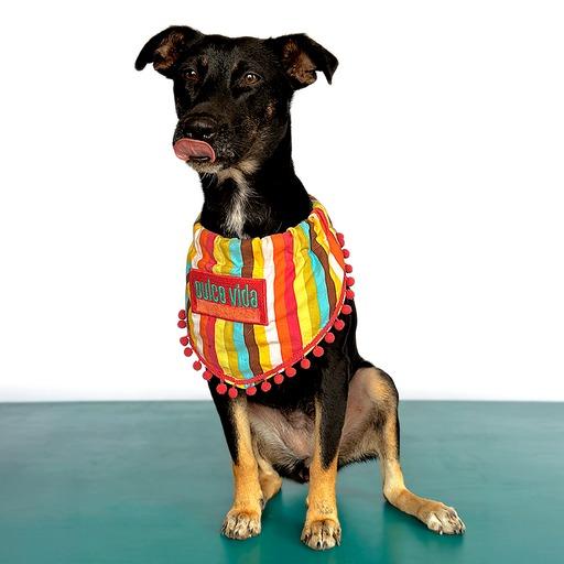 VIOLETA, an adoptable Beauceron in San Diego, CA, 92128 | Photo Image 5