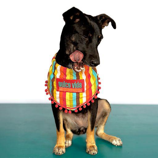VIOLETA, an adoptable Beauceron in San Diego, CA, 92128 | Photo Image 4