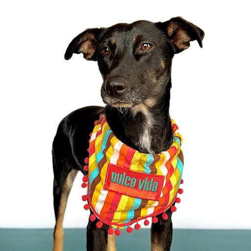 VIOLETA, an adoptable Beauceron in San Diego, CA, 92128 | Photo Image 2