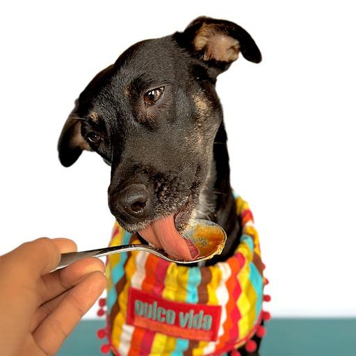 VIOLETA, an adoptable Beauceron in San Diego, CA, 92128 | Photo Image 3