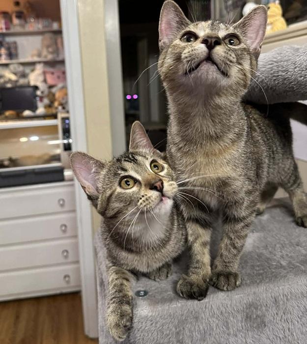 Enlarge Sienna & Shamee, a ADOPTABLE Tabby in Waxahachie, TX image 4/4
