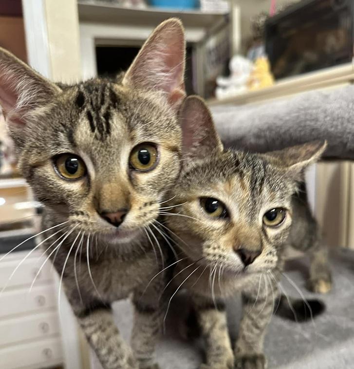 Enlarge Sienna & Shamee, a ADOPTABLE Tabby in Waxahachie, TX image 2/4