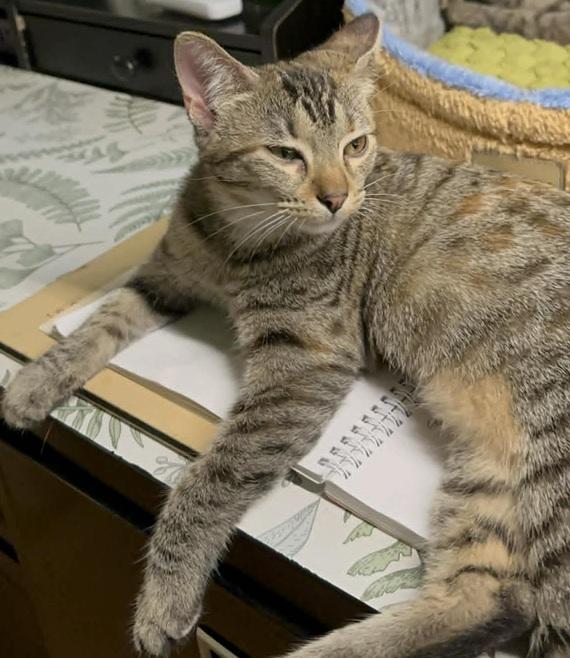 Enlarge Sienna & Shamee, a ADOPTABLE Tabby in Waxahachie, TX image 3/4