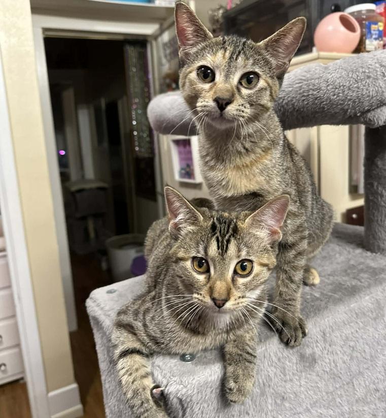 Sienna & Shamee, ADOPTABLE, Kitten Female Tabby.