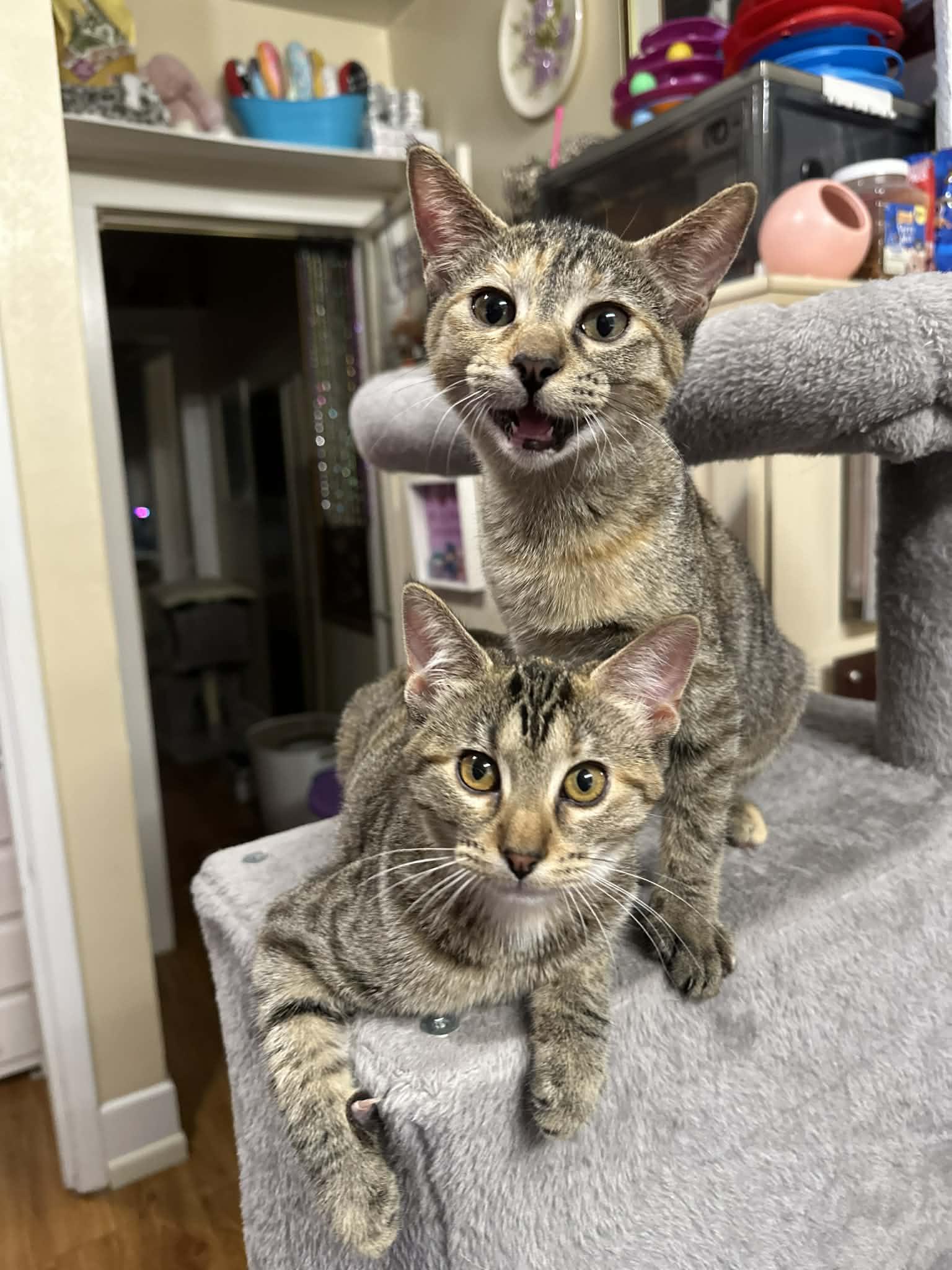 Sienna & Shamee, ADOPTABLE, Kitten Female Tabby.