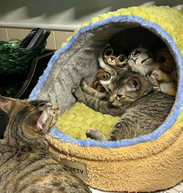 Enlarge Sienna & Shamee, a ADOPTABLE Tabby in Waxahachie, TX image 2/4