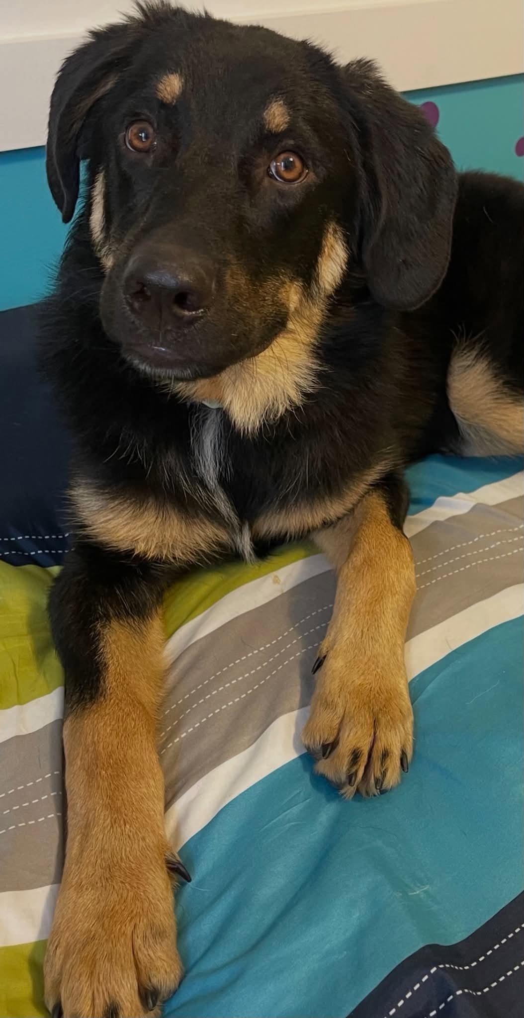 Gordy, Adopted, Young Male Mixed Breed.