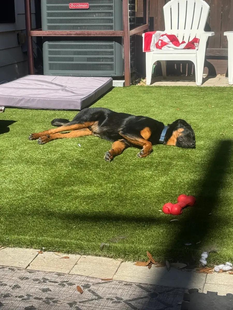 Ryder, a ADOPTABLE mixed breed in Polk, OH image 4/6