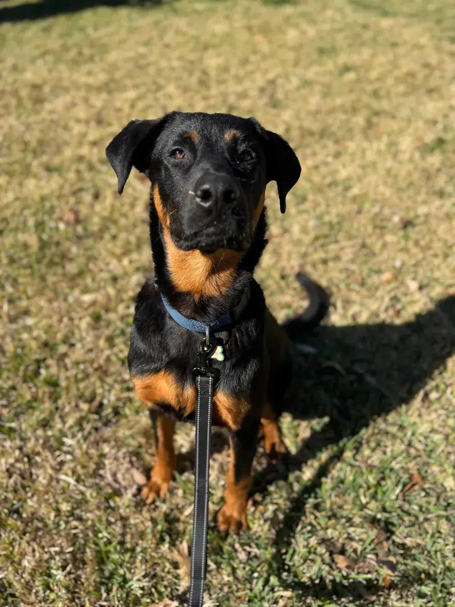 Ryder, a ADOPTABLE mixed breed in Polk, OH image 5/6