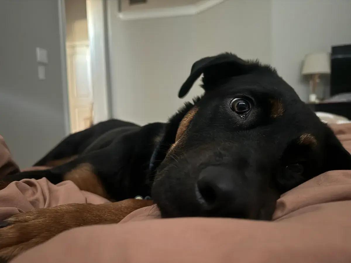 Ryder, ADOPTABLE, Young Male German Shepherd Dog & Rottweiler.