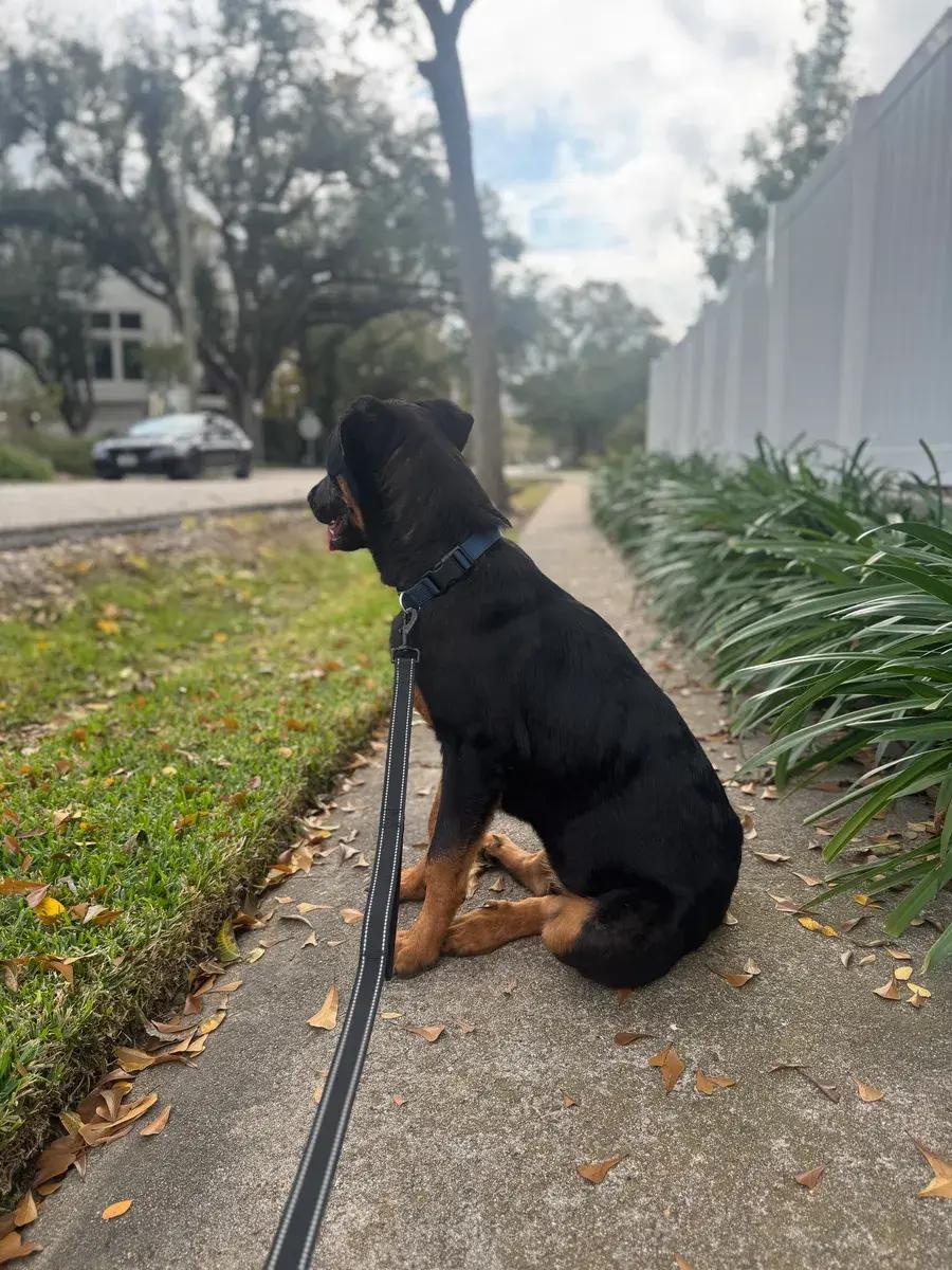 Ryder, a ADOPTABLE mixed breed in Polk, OH image 3/6