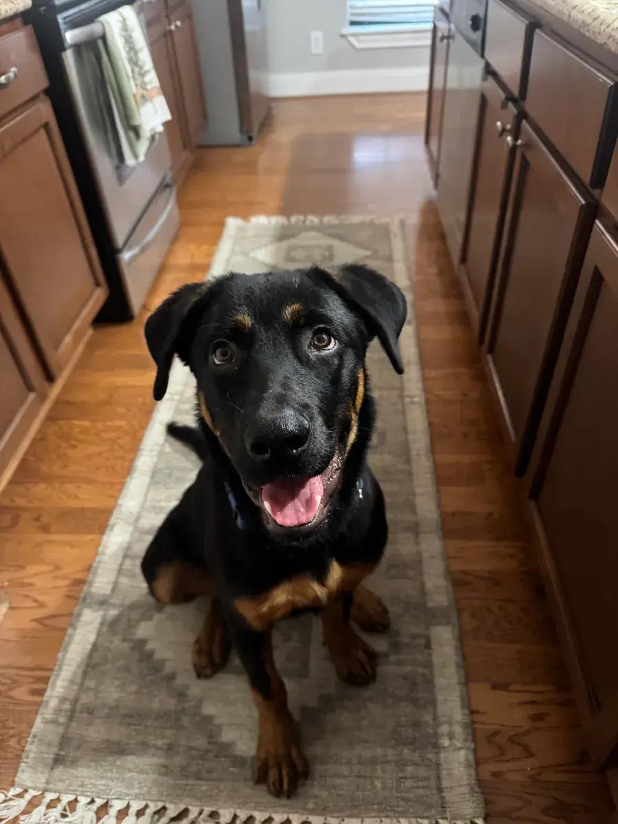 Ryder, a ADOPTABLE mixed breed in Polk, OH image 6/6