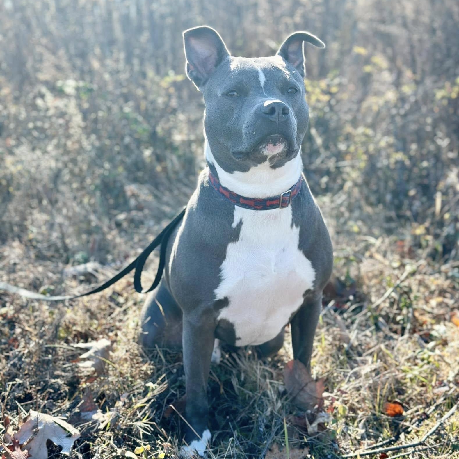 Roo, a Adoptable Pit Bull Terrier in Old Lyme, CT image 1/3