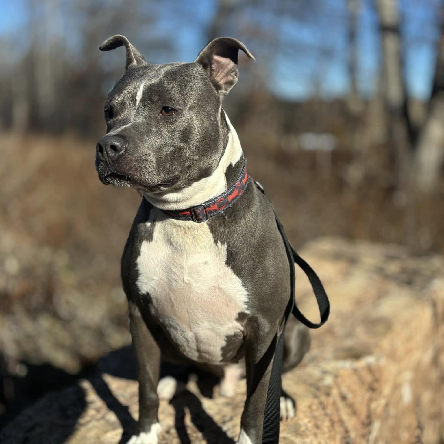 Roo, a Adoptable Pit Bull Terrier in Old Lyme, CT image 2/3