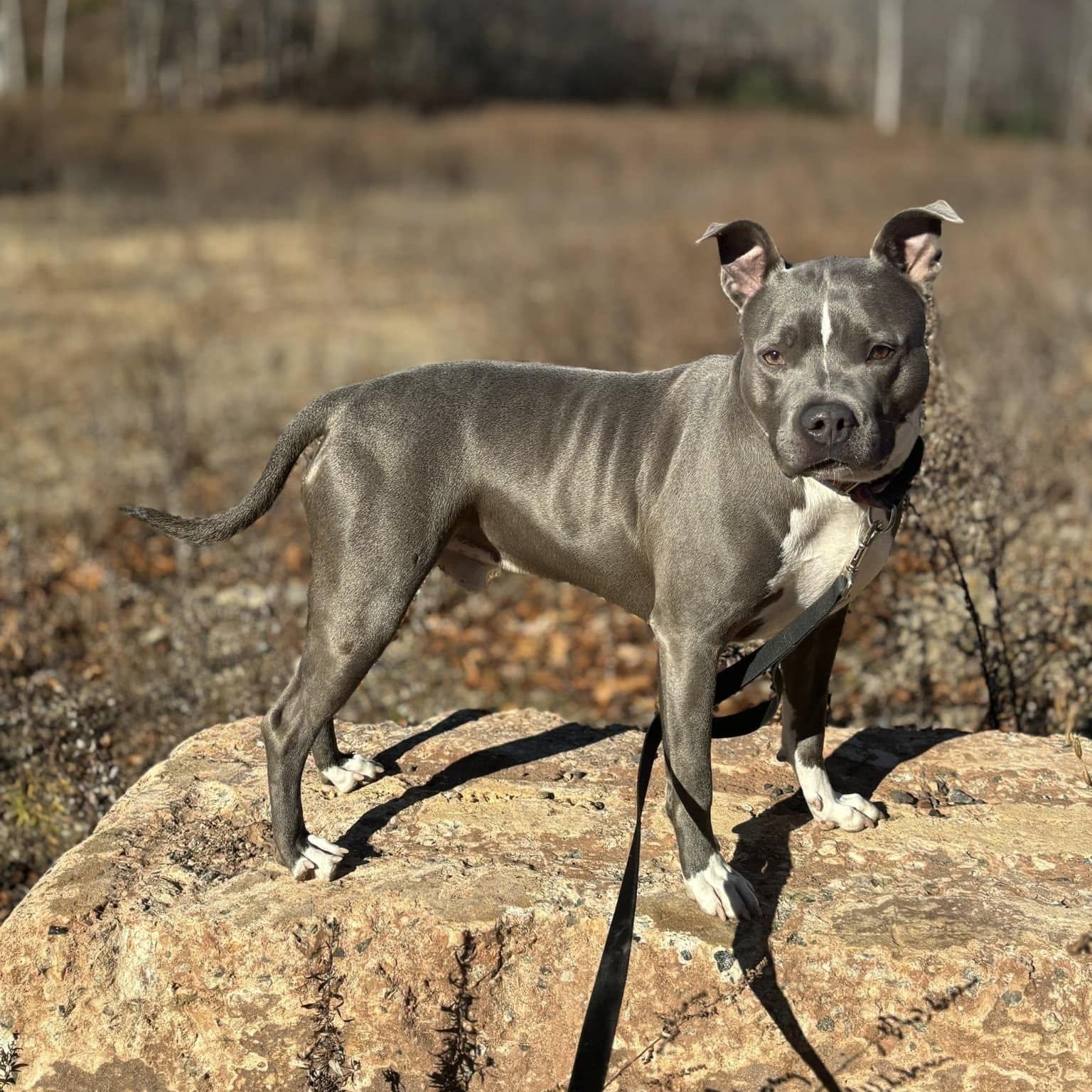 Roo, a Adoptable Pit Bull Terrier in Old Lyme, CT image 3/3