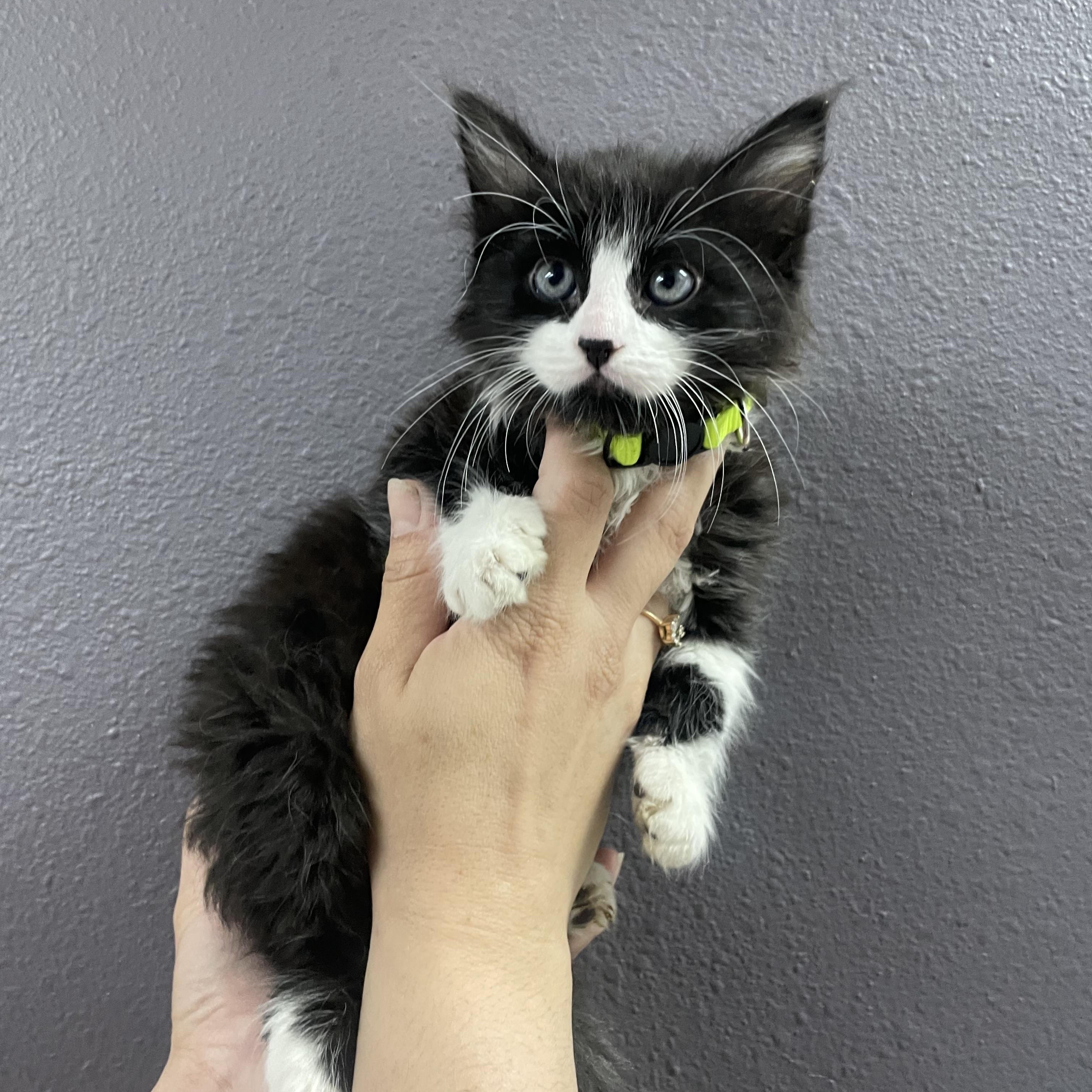 Skipper, Adoptable, Kitten Male Domestic Long Hair.