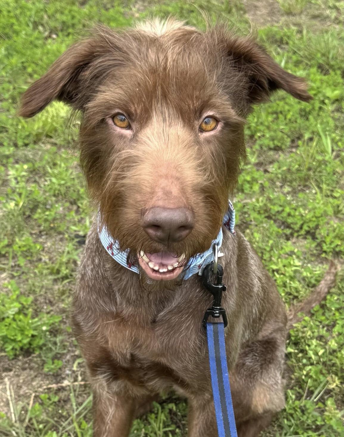 Enlarge Cocoa, a ADOPTABLE mixed breed in Manhattan, KS image 3/6