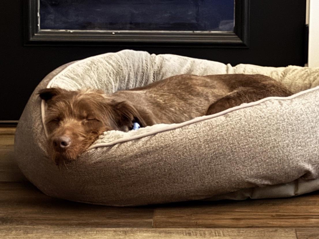 Enlarge Cocoa, a ADOPTABLE mixed breed in Manhattan, KS image 5/6